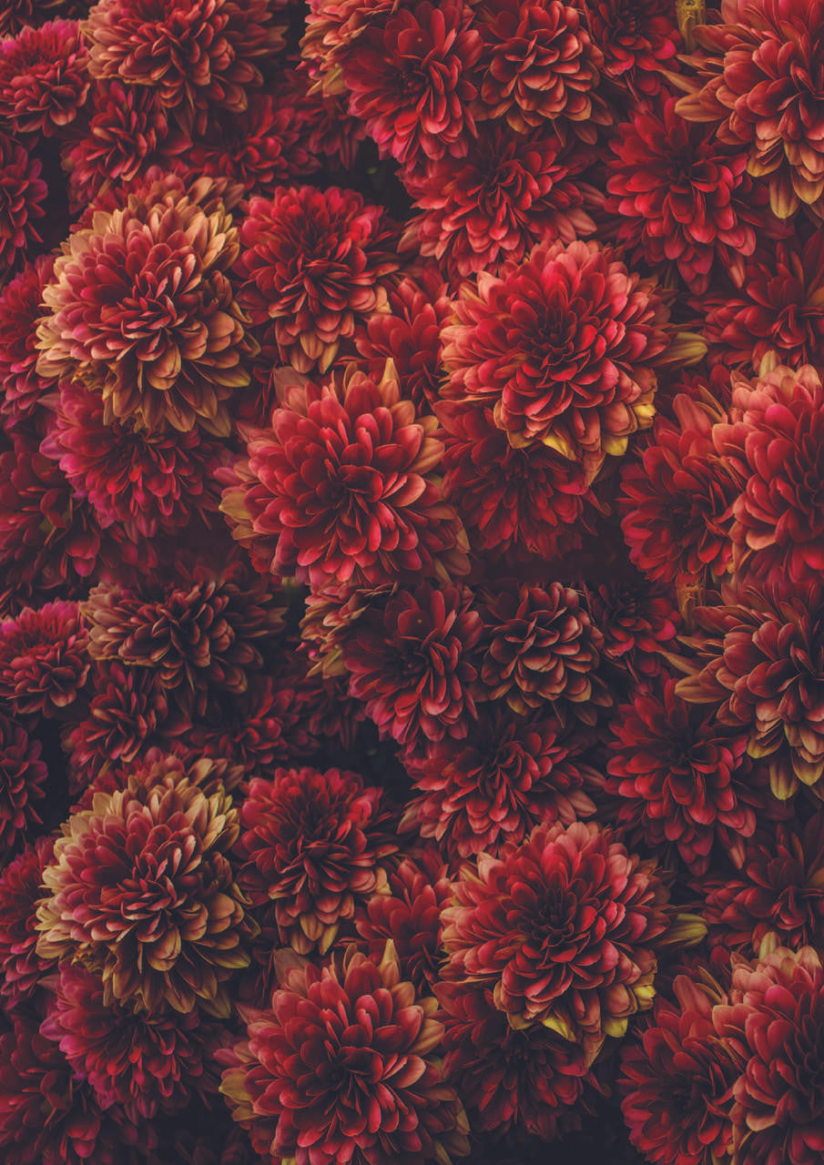 Belles and Whistles Premium Decoupage Rice Paper 22.375" x 33.125" / Dixie Belle Paint