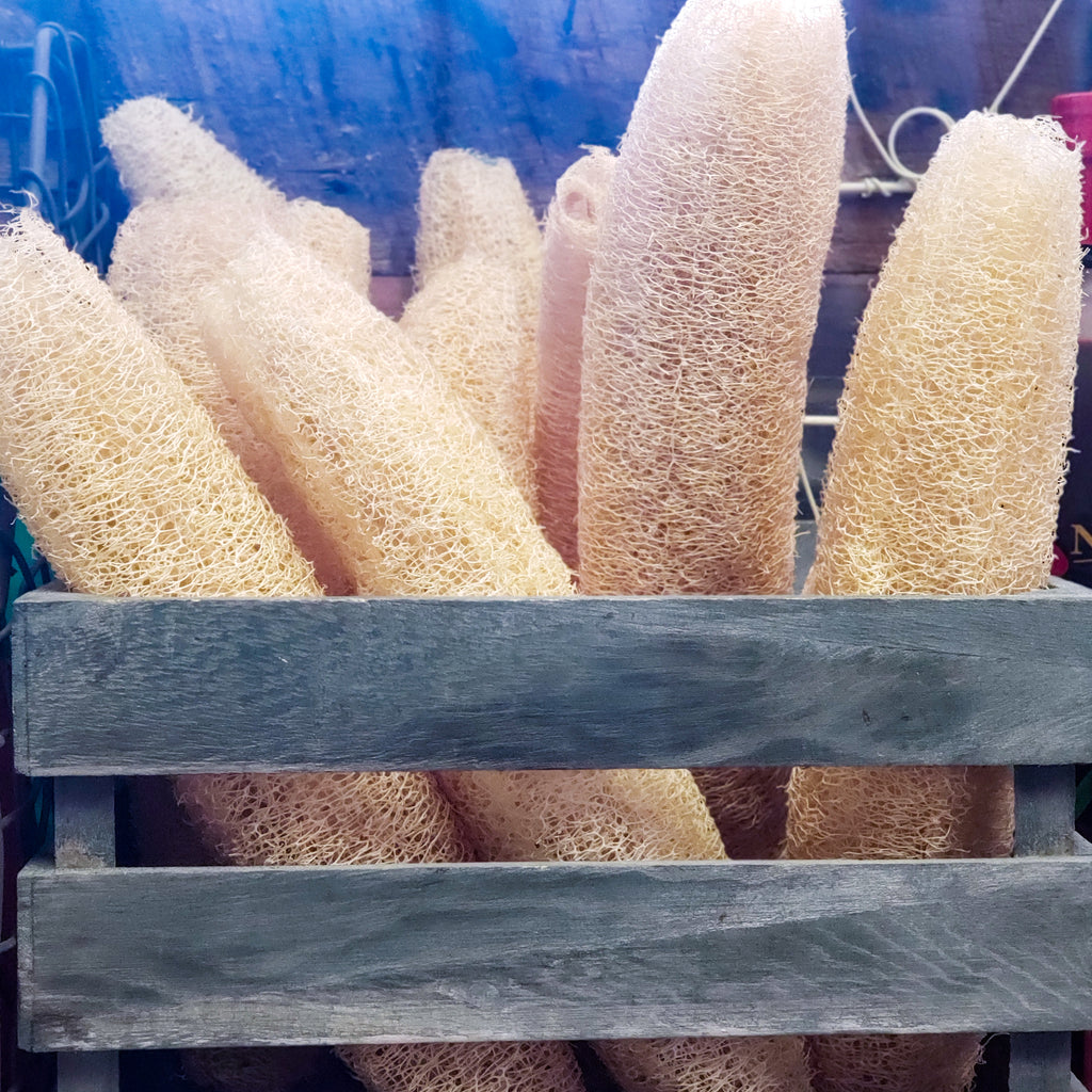 Natural Loofah (Africa)